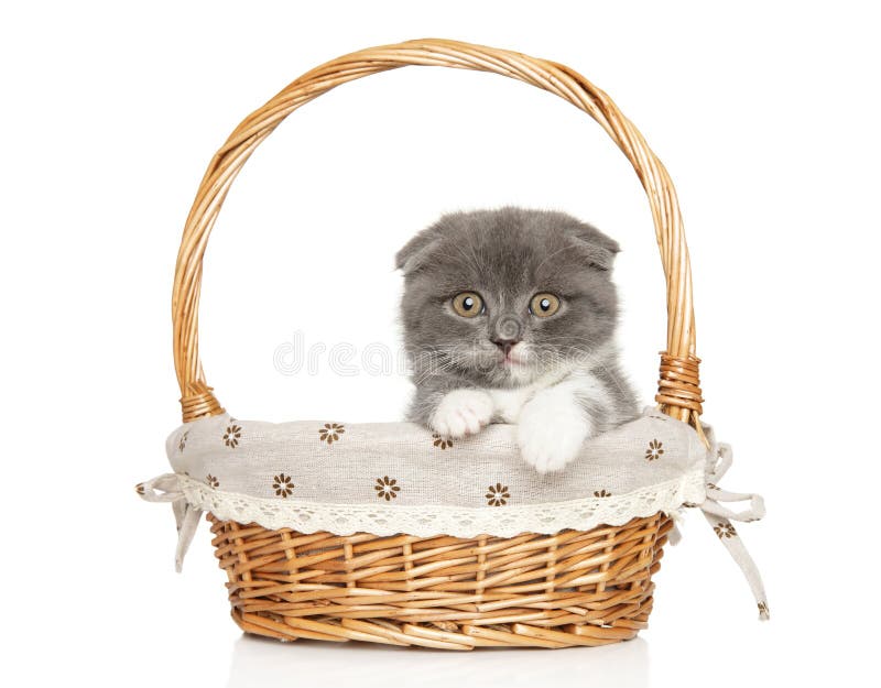 Jasny szkocki żółty Kitten w ciepłym świetle gniazda zdjęcia stock
