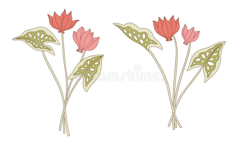 Jasny zestaw cyclamen buquets wiecznych dzikich roślin wektorowe ilustracje ilustracji