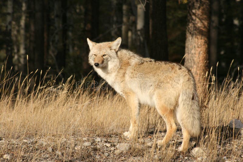 Jasper coyote