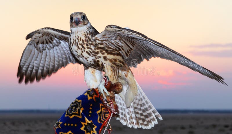 A hawk posing with a sunset backdrop. A hawk posing with a sunset backdrop