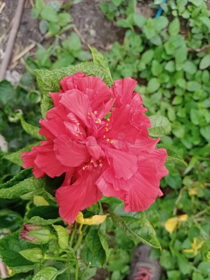 Jaswandi& X27;s Red Color Flower is Very Beautiful. Stock Photo Image