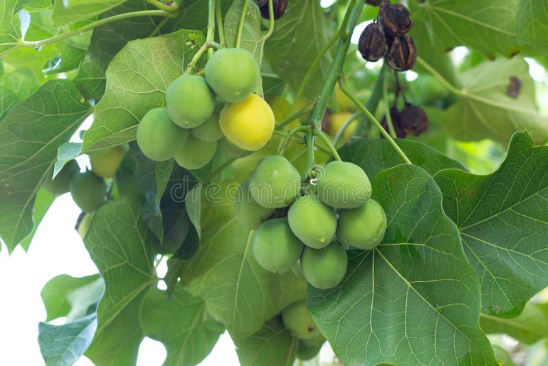 Jatropha image stock. Image du blanc, botanique, arbre 35512809