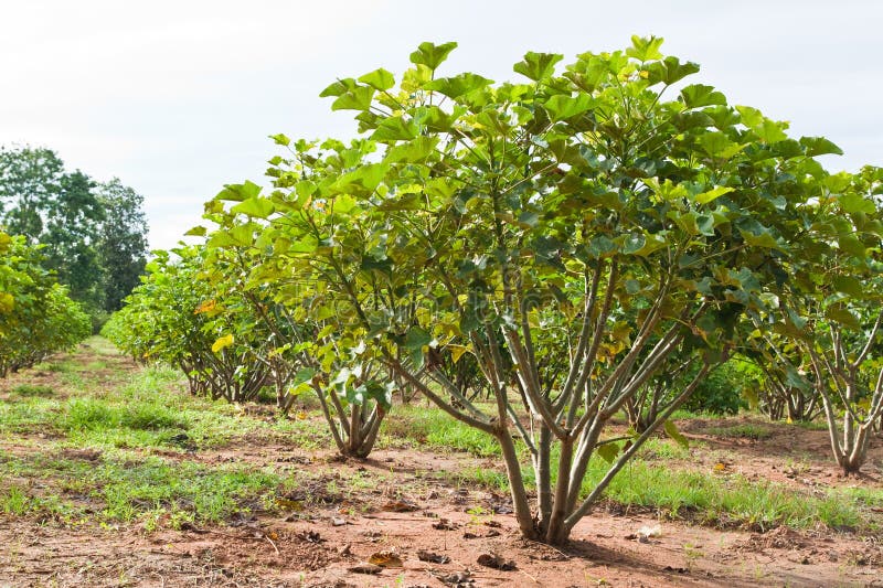 Jatropha plant