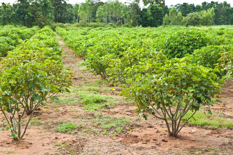 Jatropha plant