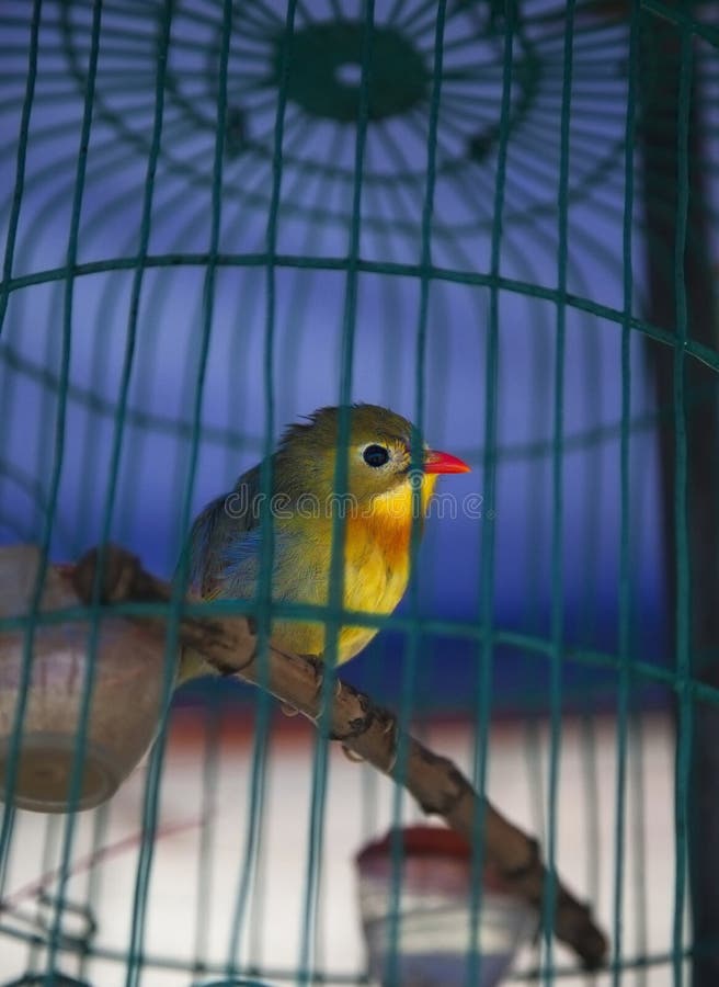 A beautiful bird trapped in a cage. A beautiful bird trapped in a cage