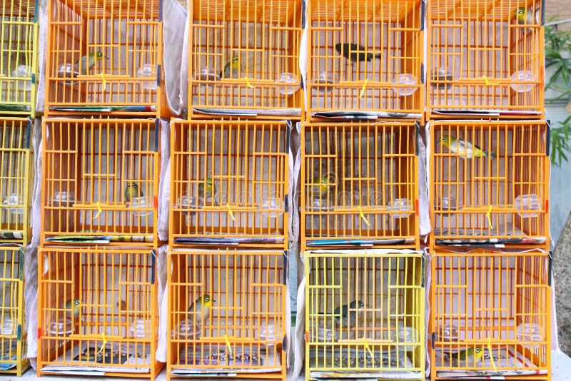 Different Birds in Chinese Bird Cage. Different Birds in Chinese Bird Cage