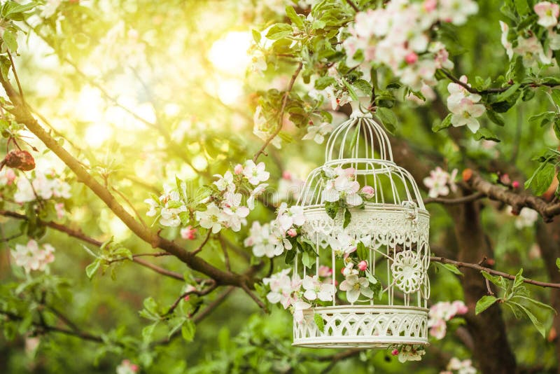 Bird cage on the apple blossom tree in sunset. Bird cage on the apple blossom tree in sunset.