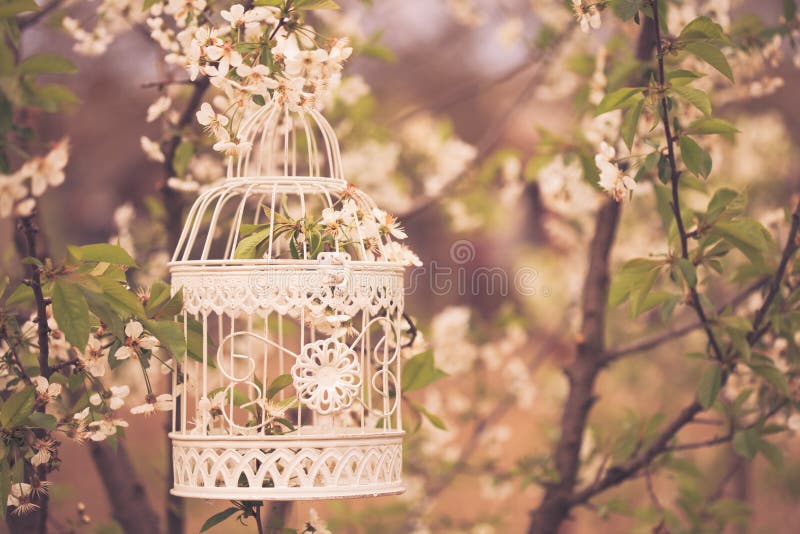 Bird cage on the cherry blossom tree in sunset. Vintage toned. Bird cage on the cherry blossom tree in sunset. Vintage toned
