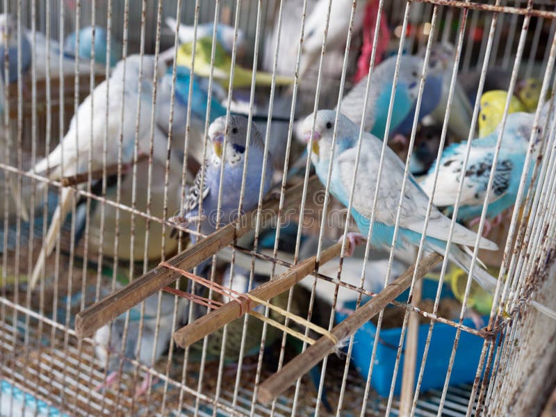 Jaula de pájaros de periquito o periquito para la venta en el mercado imágenes de archivo libres de regalías Jaula de pájaros de periquito o periquito para la venta en el mercado imágenes de archivo libres de regalías