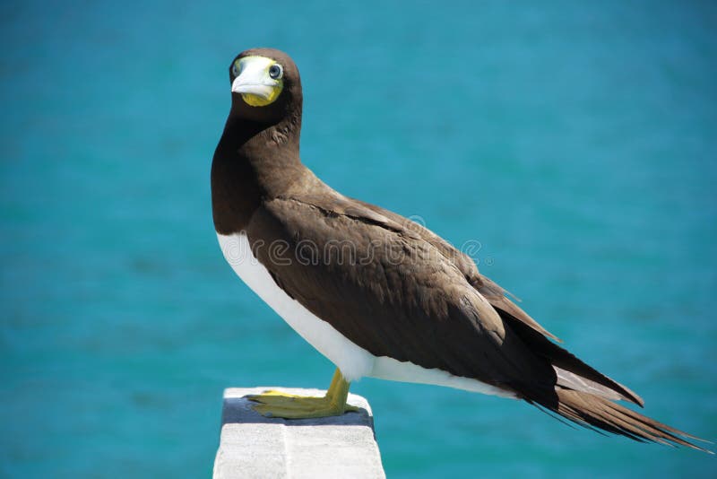 Fou à pieds jaunes photo stock