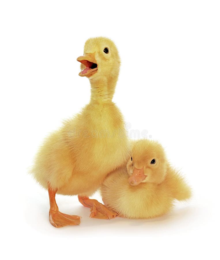 jaune des canetons deux jaune des canetons deux
