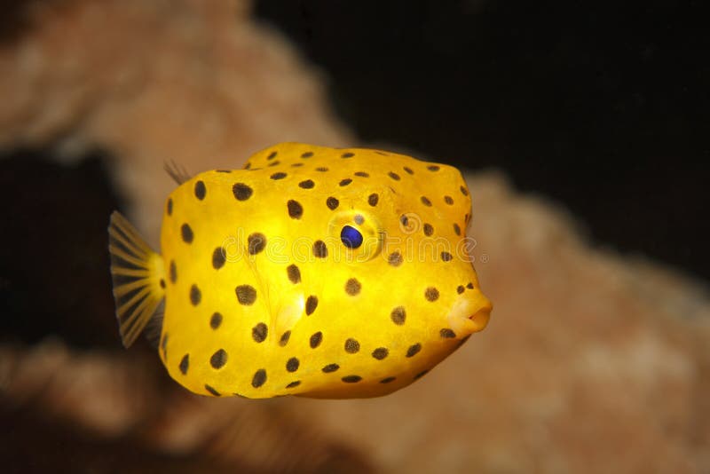 Yellow boxfish juvenile (ostracion cubicus) swimming near coral in Lembeh Strait, North Sulawesi, Indonesia. Yellow boxfish juvenile (ostracion cubicus) swimming near coral in Lembeh Strait, North Sulawesi, Indonesia