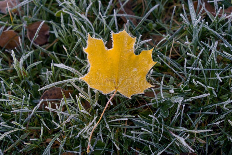 Jaunissez la feuille tombée en herbe verte et gelée photos stock Jaunissez la feuille tombée en herbe verte et gelée photos stock