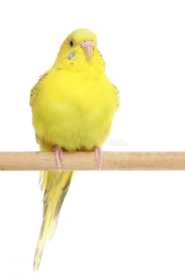 Jaunissez, le budgerigar se repose sur un branchement photographie stock Jaunissez, le budgerigar se repose sur un branchement photographie stock