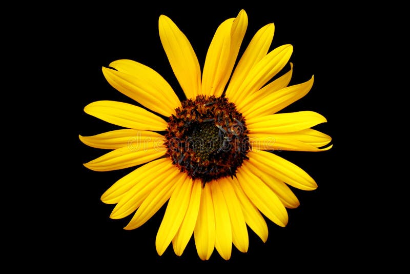 Jaunissez le wildflower photos stock
