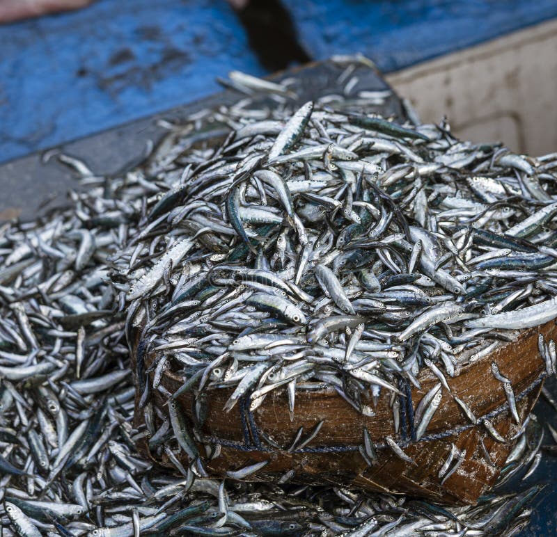 Java, Indonesia, June 13, 2022 Tiny Sardinelike Fish are Often Dried