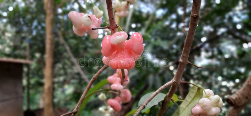 自然 Java Apple 背景图像 免版税图库摄影