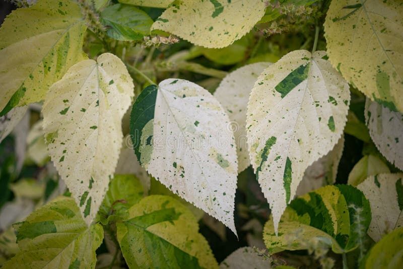 铜叶品种“Java White”的白色和绿色叶子背景 免版税库存照片