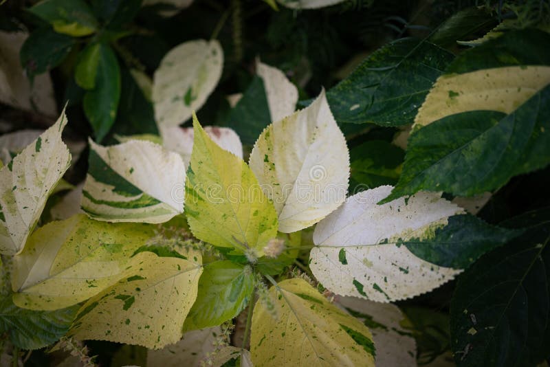 带有白色和绿色品种的铜叶背景，名为Java White 免版税库存照片