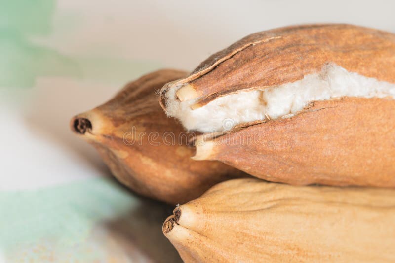 Java Kapok Seed Pod Crack öffnen das Zeigen seiner flaumigen Seidenfaser wie Baumwolle stockfoto Java Kapok Seed Pod Crack öffnen das Zeigen seiner flaumigen Seidenfaser wie Baumwolle stockfoto