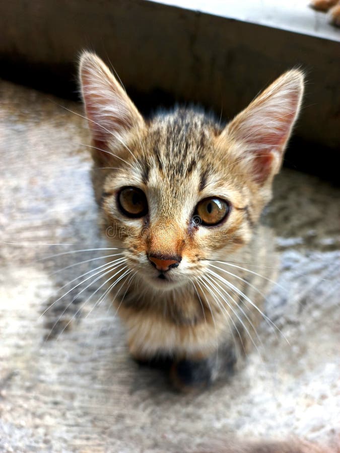 Java-Katze. Hauskatze mit gestreiften oder gestreiften Pelzmustern wie ein Tiger