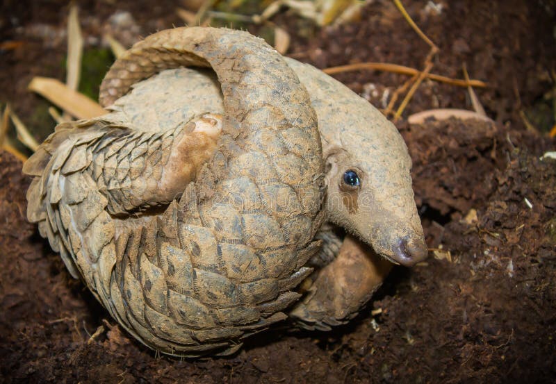 Java pangolin on the ground is a termite nest