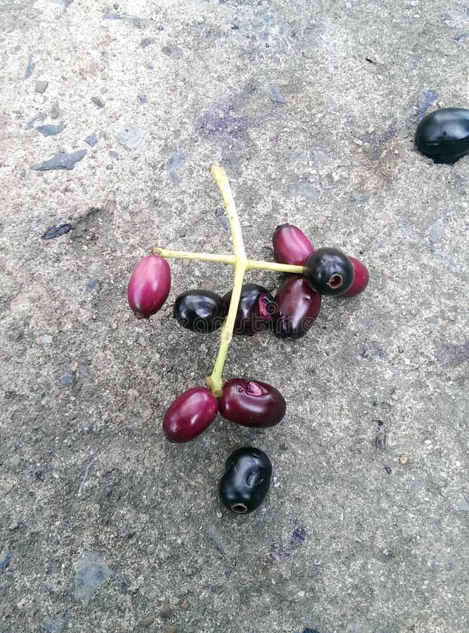 Java plum fruit stock photos