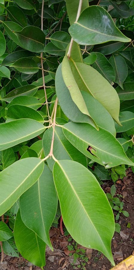 Java plum or  Jamun Syzygium cumini  Tree Leaves