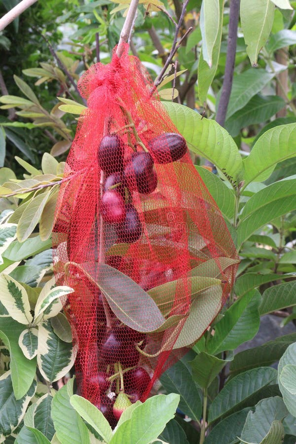 Java plum on tree in farm royalty free stock photos