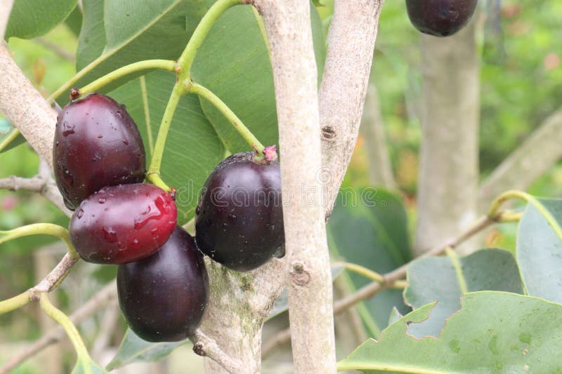 Java plum on tree in farm stock photos