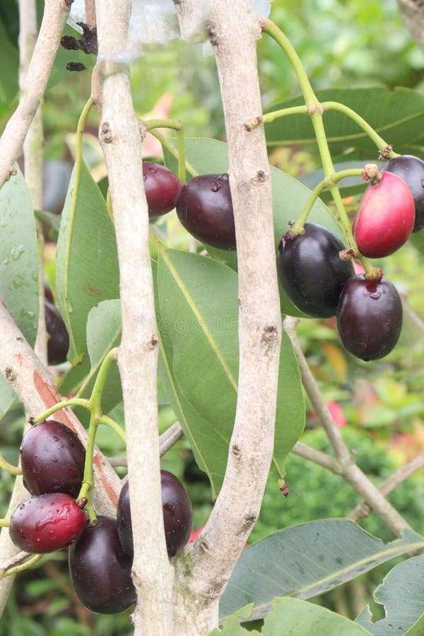 Java plum on tree in farm royalty free stock photography