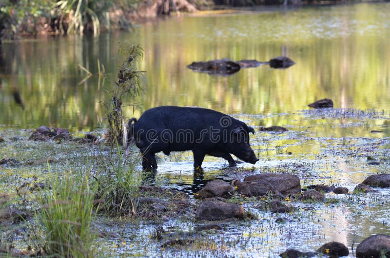 Javali a atravessar o rio imagens de stock royalty free