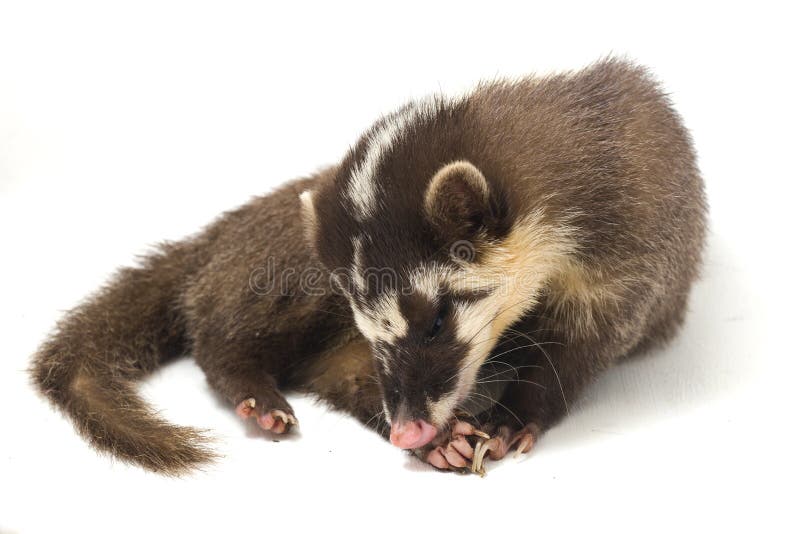 Javan ferret-badger Melogale orientalis är en senellendemi för Java och Bali, Indonesien isolerad på vit bakgrund