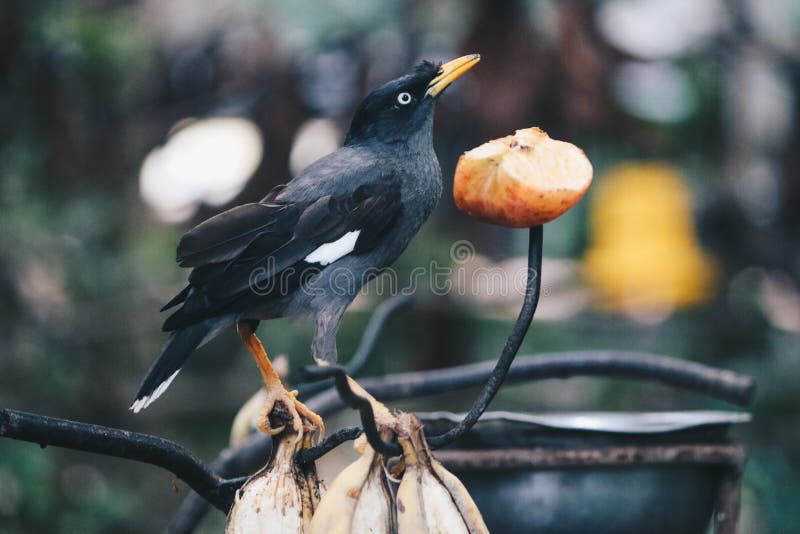 Two Javan Myna BirdsAcridotheres Javanicus, On A Footpath ...