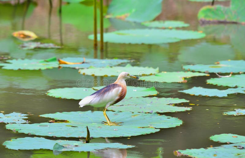 Javan Teich-Reiher lizenzfreie stockfotografie