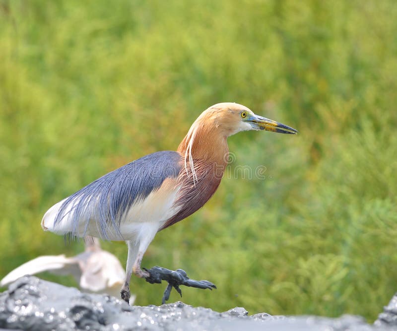 Javan Teich-Reiher (Ardeola speciosa) lizenzfreies stockbild