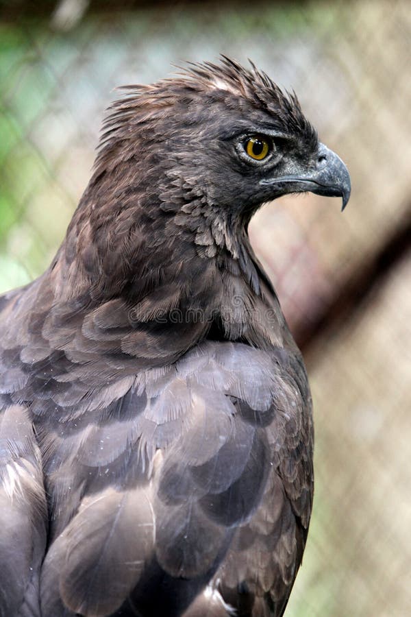 Javanese eagles stock image. Image of threatened, indonesia - 53342585