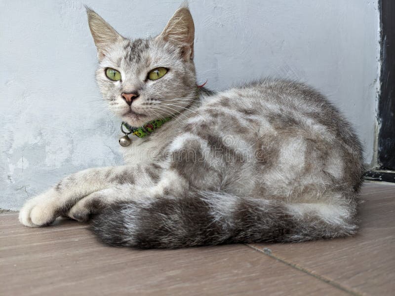 Javanese Katze ist aufmerksam, den Feind zu erraten lizenzfreie stockfotos