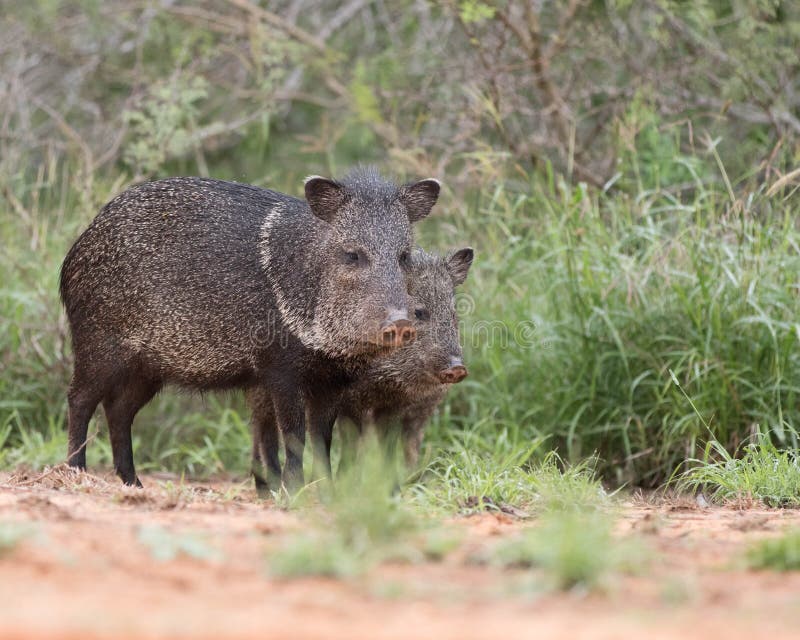 Javelina imagen de archivo. Imagen de animal, verraco 63065775