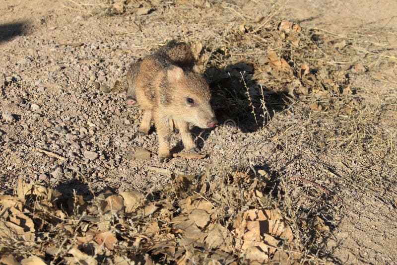 Javelina in Bosque del Apache National Wildlife Refuge, New Mexico stock ph...