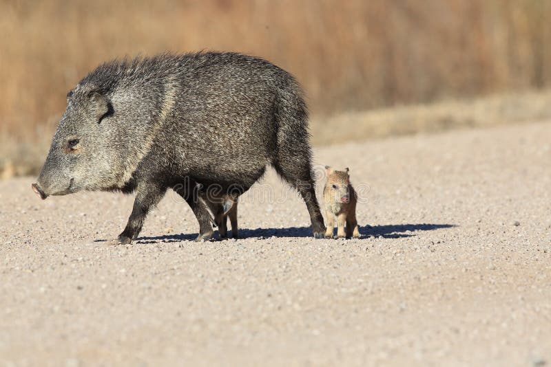 Javelina in Bosque del Apache National Wildlife Refuge, New Mexico.
