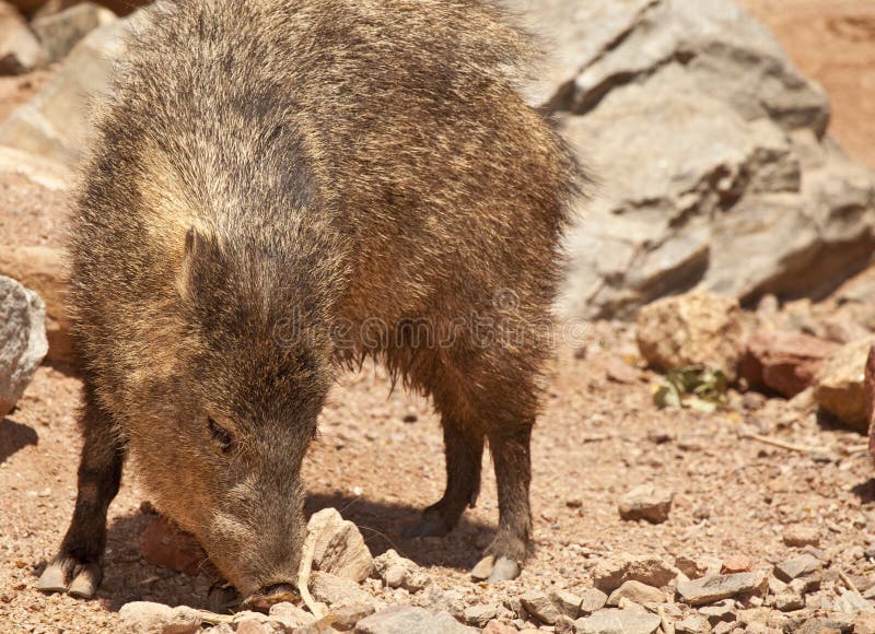 Javelina (Peccary) in Arizona s Desert. 