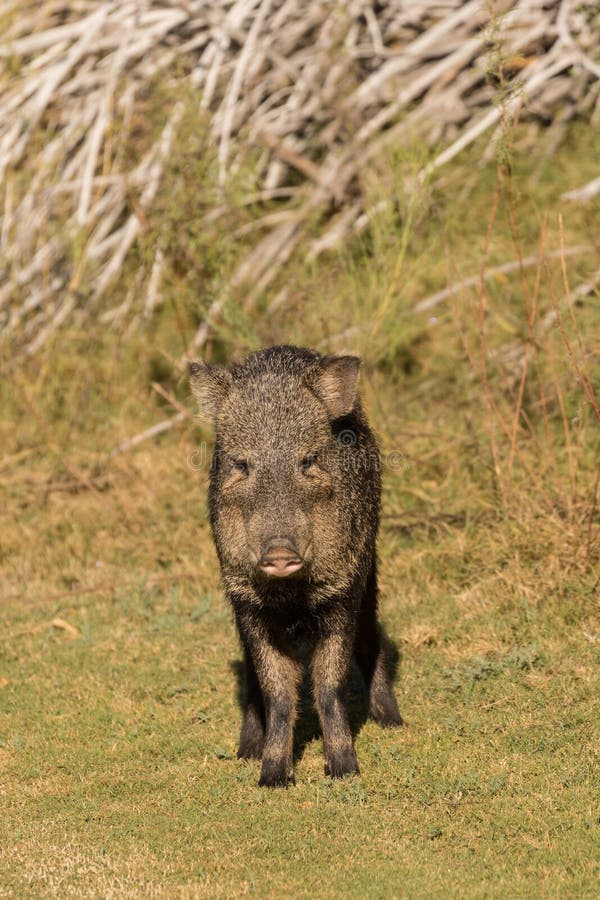 Javelina stock photo. Image of animal, javelina, peccary 62060218