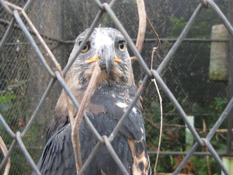 Eagle in Jawa Timur Park  2 stock photo Image of park  