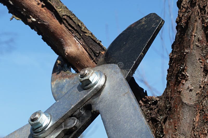 Jaws of garden loppers pliers cutting dry branch of pear fruit tree, blue skies background stock photography Jaws of garden loppers pliers cutting dry branch of pear fruit tree, blue skies background stock photography