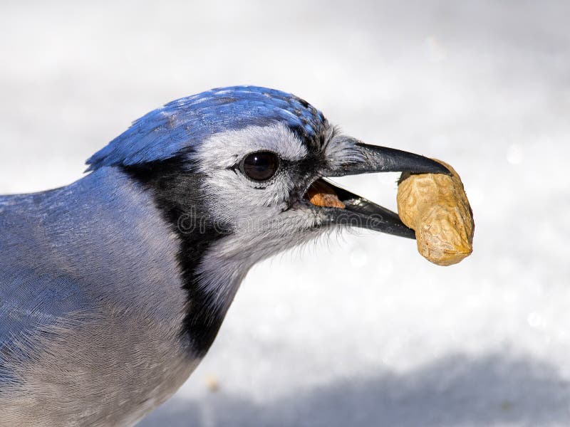Jay azul com amendoim fotografia de stock royalty free