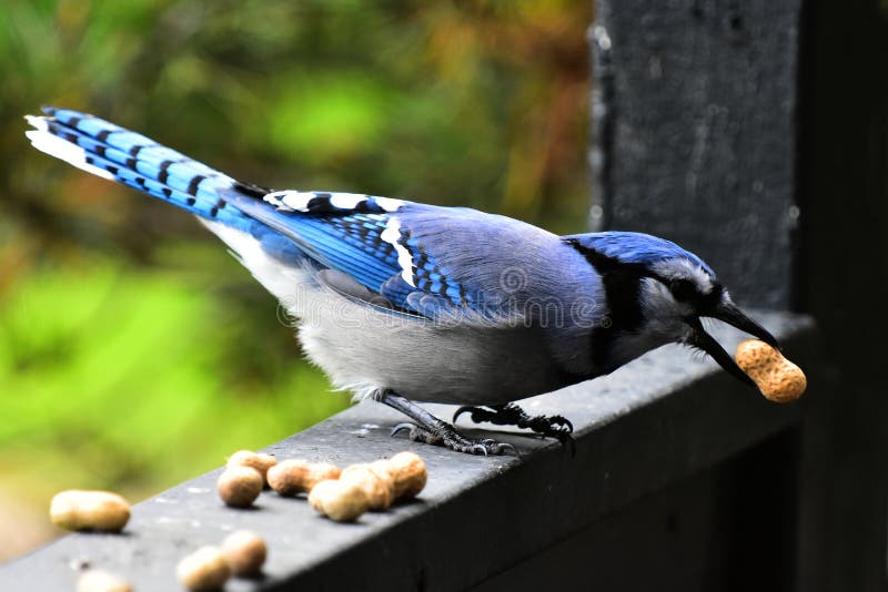 Jay Bird e amendoim azuis imagem de stock royalty free