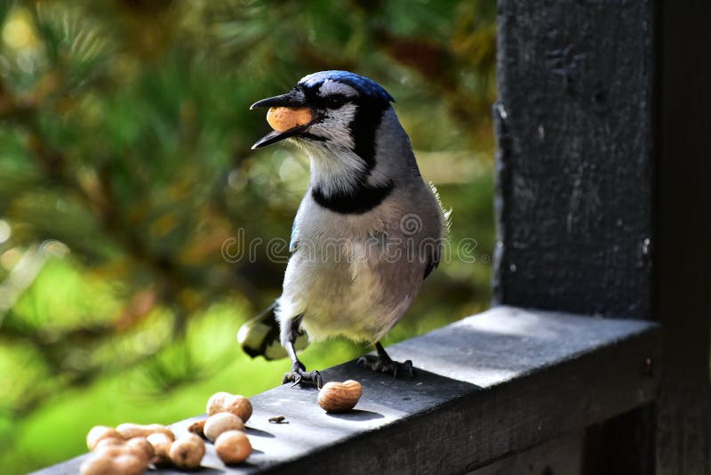Jay Bird e amendoim azuis fotografia de stock royalty free