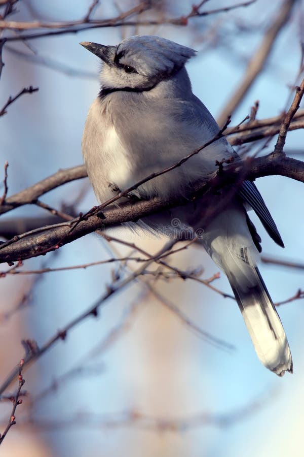 Blue Jay perched on a tree limb in the spring. Columbus, Ohio. Blue Jay perched on a tree limb in the spring. Columbus, Ohio