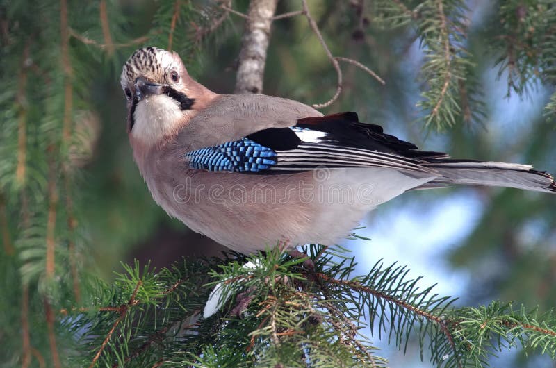 Jay eurasien photographie stock Jay eurasien photographie stock
